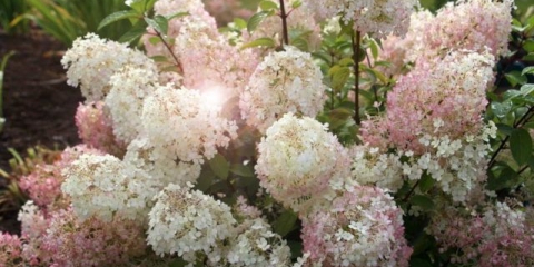 Hydrangea paniculata bobo: fotografija, opis, sadnja i njega, recenzije
